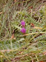 Cirse acaule. Plante. Cliquer pour agrandir l'image.