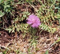 Cirse acaule. Plante. Cliquer pour agrandir l'image.