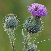 Cirse commun. Capitules. Cliquer pour agrandir l'image.