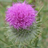 Cirse commun. Fleur. Cliquer pour agrandir l'image.