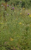 Cirse commun. Plante. Cliquer pour agrandir l'image.