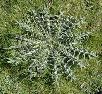 Cirse commun. Plante en hiver. Cliquer pour agrandir l'image.