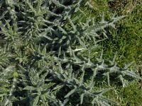 Cirse commun. Plante en hiver. Cliquer pour agrandir l'image.