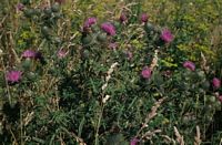 Cirse commun. Plantes. Cliquer pour agrandir l'image.
