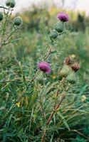 Cirse commun. Plantes. Cliquer pour agrandir l'image.