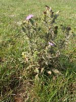 Cirse commun. Plante. Cliquer pour agrandir l'image.
