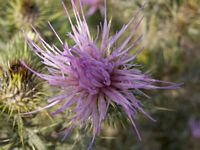 Cirse commun. Fleur. Cliquer pour agrandir l'image.