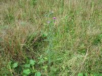 Cirse commun. Plante. Cliquer pour agrandir l'image.