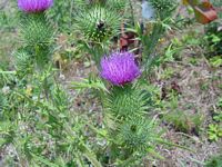 Cirse commun. Fleur. Cliquer pour agrandir l'image.