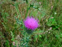 Cirse commun. Fleur. Cliquer pour agrandir l'image.