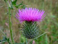 Cirse commun. Fleur. Cliquer pour agrandir l'image.