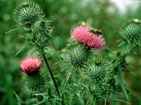 Cirse commun. Fleurs. Cliquer pour agrandir l'image.