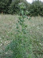 Cirse commun. Plante. Cliquer pour agrandir l'image.