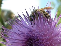 Cirse commun. Fleur. Cliquer pour agrandir l'image.