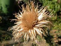 Cirse commun. Fleur fanée. Cliquer pour agrandir l'image.