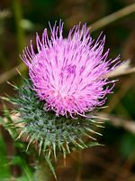 Cirse commun. Fleur. Cliquer pour agrandir l'image.