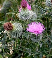 Cirse commun. Fleurs. Cliquer pour agrandir l'image.