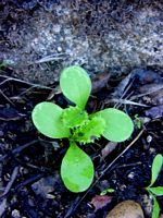 Cirse commun. Jeune plant. Cliquer pour agrandir l'image.