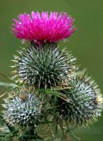 Cirse commun. Fleurs. Cliquer pour agrandir l'image.
