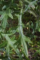 Cirse commun. Feuille. Cliquer pour agrandir l'image.