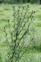 Cirse commun. Plante. Cliquer pour agrandir l'image.