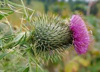 Cirse commun. Fleur. Cliquer pour agrandir l'image.