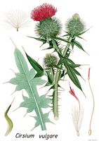 Cirse commun. Planche d'identification. Cliquer pour agrandir l'image.