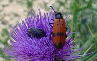 Cirse commun. Avec coleoptere. Cliquer pour agrandir l'image.