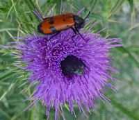Cirse commun. Avec coleoptere. Cliquer pour agrandir l'image.