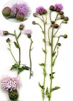Cirse des champs. Planche d'identification. Cliquer pour agrandir l'image.