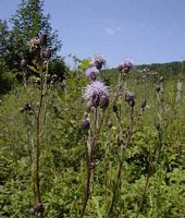 Cirse des champs. Plantes. Cliquer pour agrandir l'image.