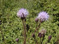 Cirse des champs. Plantes. Cliquer pour agrandir l'image.