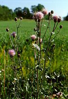 Cirse des champs. Plantes. Cliquer pour agrandir l'image.