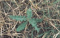 Cirse des champs. Jeune plante. Cliquer pour agrandir l'image.
