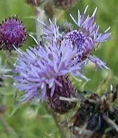 Cirse des champs. Fleur. Cliquer pour agrandir l'image.