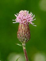 Cirse des champs. Fleur. Cliquer pour agrandir l'image.