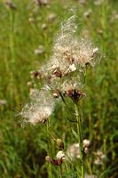 Cirse des champs. Grainant. Cliquer pour agrandir l'image.