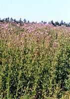 Cirse des champs. Habitat. Cliquer pour agrandir l'image.