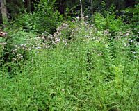Cirse des champs. Plantes. Cliquer pour agrandir l'image.