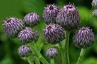 Cirse des champs. Fleurs en bouton. Cliquer pour agrandir l'image.