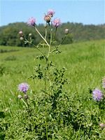 Cirse des champs. Plante. Cliquer pour agrandir l'image.