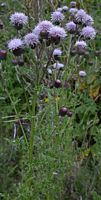 Cirse des champs. Plante. Cliquer pour agrandir l'image.