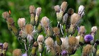 Cirse des champs. Fleurs en graines. Cliquer pour agrandir l'image.