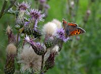 Cirse des champs. Papillon. Cliquer pour agrandir l'image.