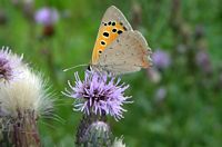 Cirse des champs. Papillon. Cliquer pour agrandir l'image.