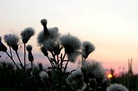 Cirse des champs. Crepuscule. Cliquer pour agrandir l'image.