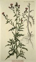 Cirse des champs. Planche d'identification Flora danica. Cliquer pour agrandir l'image.