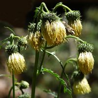 Cirse glutineux. Fleurs, les Goules. Cliquer pour agrandir l'image.