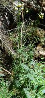 Cirse glutineux. Plante, les Goules. Cliquer pour agrandir l'image.