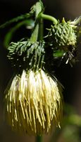Cirse glutineux. Fleur, les Goules. Cliquer pour agrandir l'image.